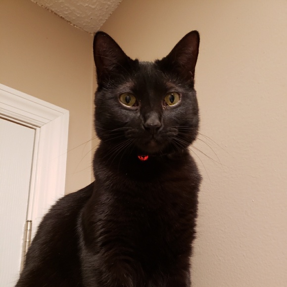 kitcat99_